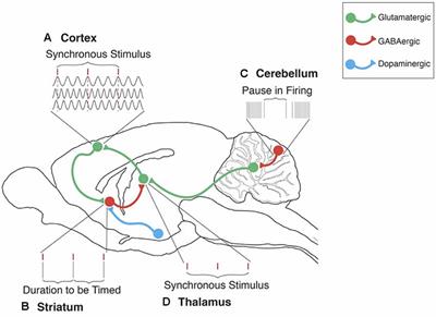 Internal Clocks, mGluR7 and Microtubules: A Primer for the Molecular Encoding of Target Durations in Cerebellar Purkinje Cells and Striatal Medium Spiny Neurons